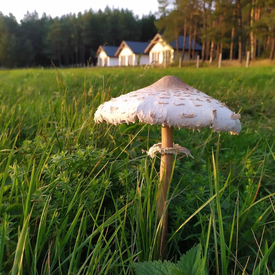 Zurawia Polana Villa Swietajno  Eksteriør bilde